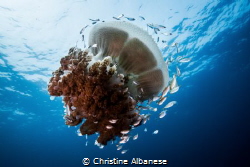 Rhizostome Jellyfish and a colony of inhabitants by Christine Albanese 
